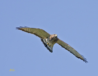 Broad winged Hawk